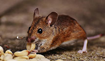 24 Hour & Emergency Exterminators in Omaha Douglas Civic Ctr, NE